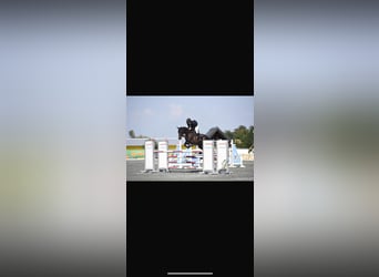 Hannoveraan, Hengst, , Vos
