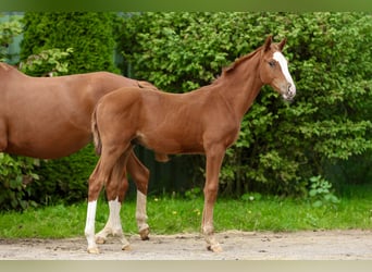 Hannoveraan, Hengst, Veulen (04/2026), Vos