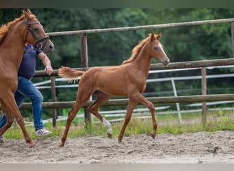 Hannoveraan, Hengst, Veulen (03/2026), Vos