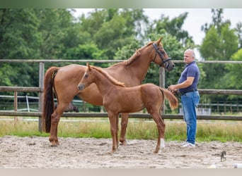 Hannoveraan, Hengst, Veulen (03/2026), Vos