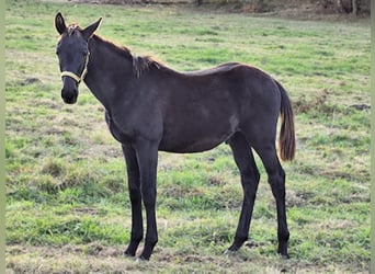 Hannoveraner, Hengst, Fohlen (05/2024), Rappe