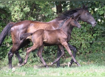 Hannoveraner, Hengst, Fohlen (05/2024), Rappe