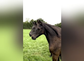 Hannoveraan, Hengst, Veulen (04/2025), Zwartbruin