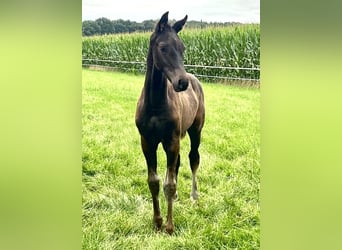 Hannoveraan, Hengst, Veulen (04/2025), Zwartbruin