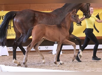 Hannoveraan, Hengst, veulen (04/2024), Zwartbruin