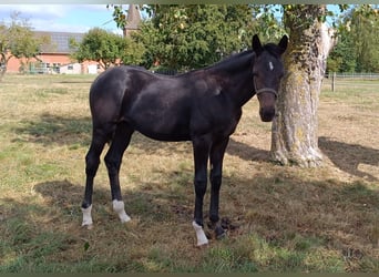 Hannoveraan, Hengst, Veulen (04/2025), Zwartbruin