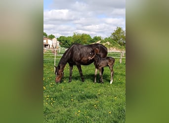 Hannoveraan, Hengst, Veulen (04/2025), Zwartbruin