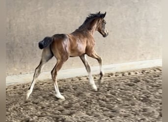 Hannoveraan, Hengst, Veulen (05/2025), Zwartbruin