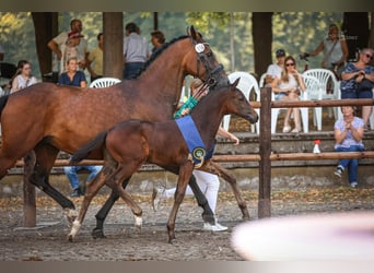 Hannoveraan, Hengst, Veulen (05/2026), Zwartbruin