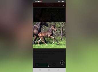 Hannoveraan, Hengst, Veulen (03/2026), Zwartbruin