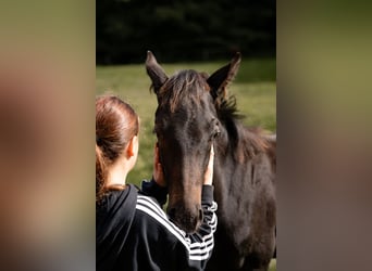 Hannoveraan, Hengst, Veulen (05/2025), Zwartbruin