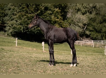 Hannoveraan, Hengst, Veulen (05/2025), Zwartbruin