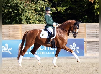 Hannoveraan, Hengst, 7 Jaar, 170 cm, Vos