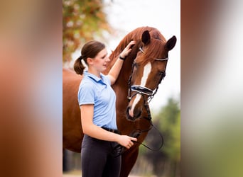 Hannoveraan, Hengst, 20 Jaar, 169 cm, Vos