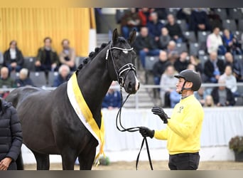 Hannoveraan, Hengst, 3 Jaar, 168 cm, Zwart