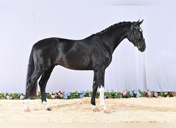 Hannoveraan, Hengst, 3 Jaar, 168 cm, Zwart