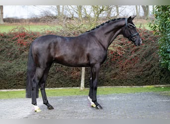 Hannoveraan, Hengst, 3 Jaar, 173 cm, Zwart