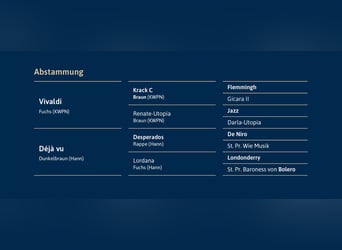 Hannoveraan, Hengst, 3 Jaar, 173 cm, Zwart