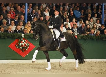 Hannoveraan, Hengst, 20 Jaar, 171 cm, Zwartbruin