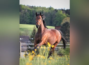 Hannoveraan, Merrie, 10 Jaar, 159 cm, Bruin
