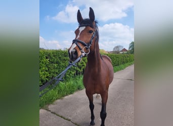 Hannoveraan, Merrie, 10 Jaar, 162 cm, Bruin