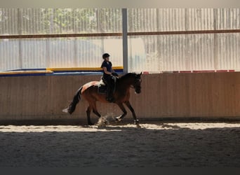 Hannoveraan, Merrie, 10 Jaar, 164 cm, Bruin