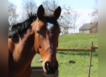 Hannoveraan, Merrie, 10 Jaar, 164 cm, Bruin