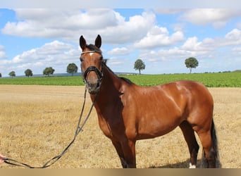 Hannoveraan, Merrie, 10 Jaar, 164 cm, Bruin