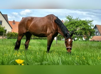 Hannoveraan, Merrie, 10 Jaar, 164 cm, Bruin