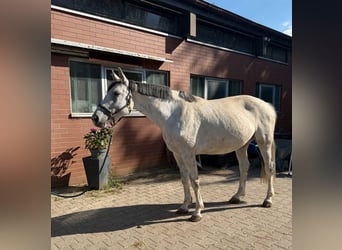 Hannoveraan, Merrie, 10 Jaar, 164 cm, Schimmel