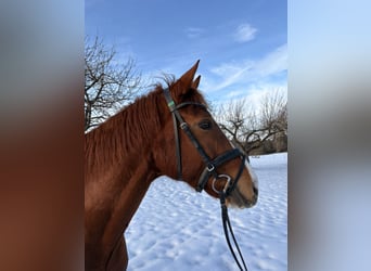 Hannoveraan, Merrie, 10 Jaar, 164 cm, Vos