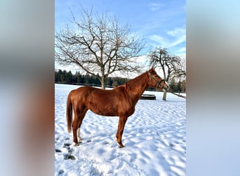 Hannoveraan, Merrie, 10 Jaar, 164 cm, Vos