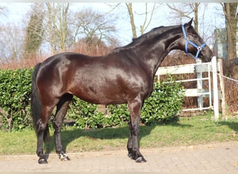 Hannoveraan, Merrie, 10 Jaar, 164 cm, Zwart