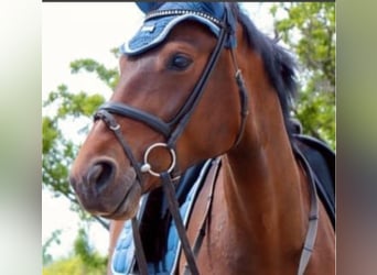 Hannoveraan, Merrie, 10 Jaar, 165 cm, Bruin