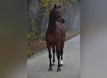 Hannoveraan, Merrie, 10 Jaar, 165 cm, Donkerbruin