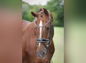 Hannoveraan, Merrie, 10 Jaar, 165 cm, Donkere-vos