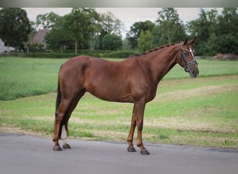 Hannoveraan, Merrie, 10 Jaar, 165 cm