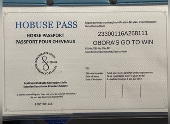 Hannoveraan, Merrie, 10 Jaar, 165 cm, Vliegenschimmel