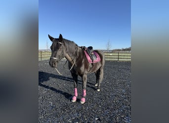 Hannoveraan, Merrie, 10 Jaar, 165 cm, Zwart