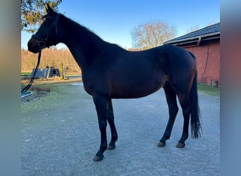 Hannoveraan, Merrie, 10 Jaar, 166 cm, Donkerbruin