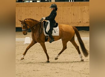 Hannoveraan, Merrie, 10 Jaar, 166 cm, Donkere-vos