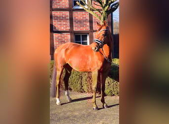 Hannoveraan, Merrie, 10 Jaar, 166 cm, Vos