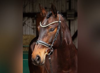 Hannoveraan, Merrie, 10 Jaar, 167 cm, Bruin