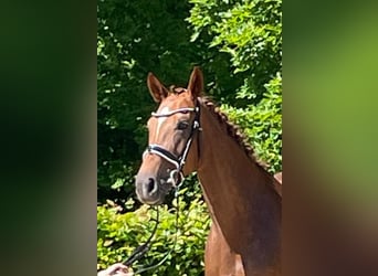Hannoveraan, Merrie, 10 Jaar, 167 cm, Donkere-vos