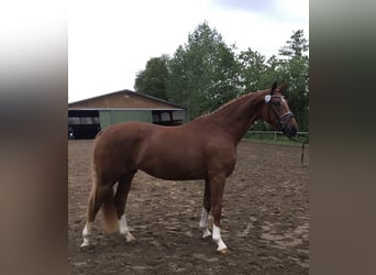 Hannoveraan, Merrie, 10 Jaar, 167 cm, Donkere-vos