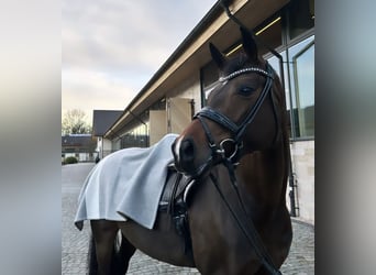 Hannoveraan, Merrie, 10 Jaar, 167 cm, Zwartbruin