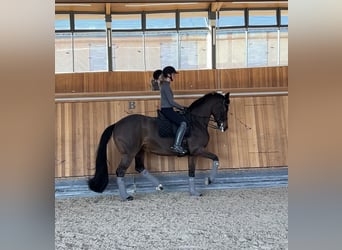 Hannoveraan, Merrie, 10 Jaar, 167 cm, Zwartbruin