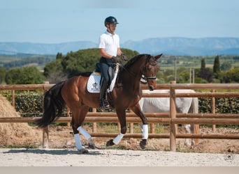 Hannoveraan, Merrie, 10 Jaar, 168 cm, Bruin