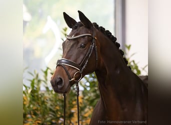 Hannoveraan, Merrie, 10 Jaar, 168 cm, Bruin