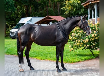 Hannoveraan, Merrie, 10 Jaar, 168 cm, Donkerbruin Hannoveraan, Merrie, 10 Jaar, 168 cm, Donkerbruin